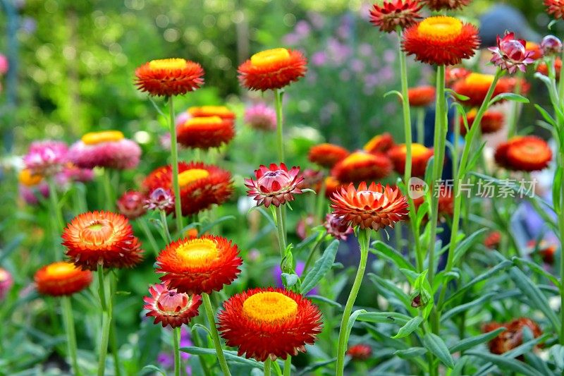 草花/蜡菊苞片